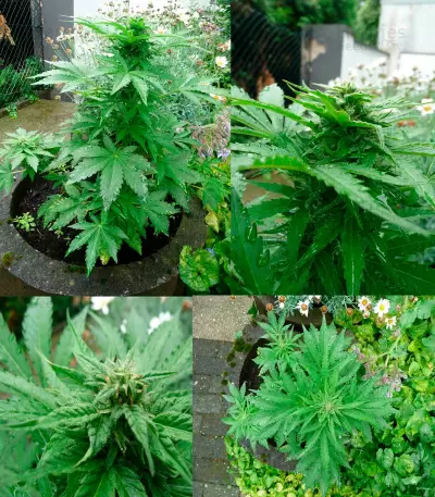 Shot Adrenaline Auto (Samsara Seeds) Cannabis-Samen
