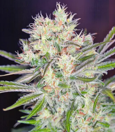 S.A.D. Sweet Afgani Delicious F1 Fast Version (Sweet Seeds) Cannabis-Samen