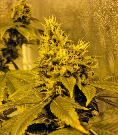 K-Train (GHS) Cannabis-Samen