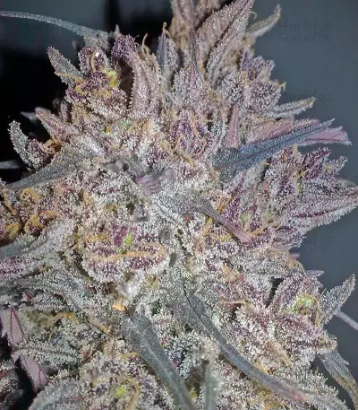 Ketama (World of Seeds) Cannabis-Samen