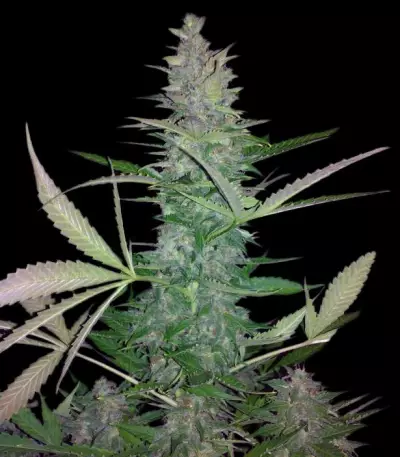 Maxi Haze Auto (Grass-O-Matic) Cannabis-Samen