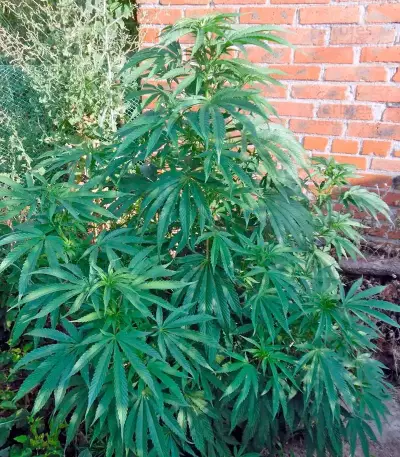 Purple Afghan Kush (Dinafem Seeds) Cannabis-Samen