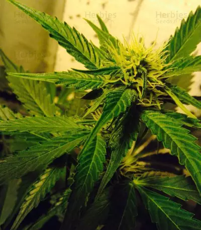 AK-49 Auto (Vision Seeds) Cannabis-Samen