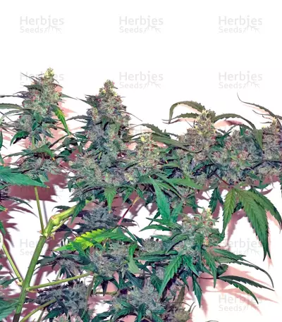 CBD Auto Compassion Lime (Dutch Passion) Cannabis-Samen