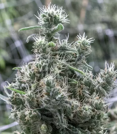 Cannatonic (Resin Seeds) Cannabis-Samen