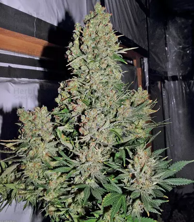 Chronic regular (Serious Seeds) Cannabis-Samen