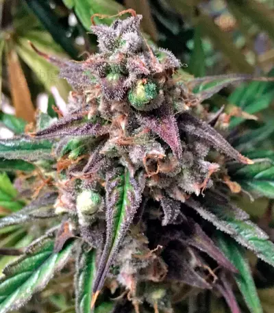 Fruit Punch Auto feminisiertes Saatgut (Heavyweight Seeds)