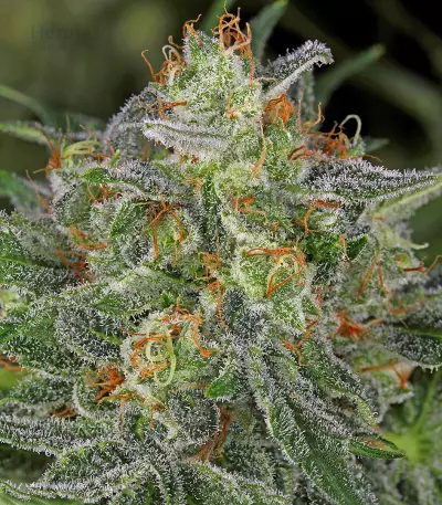 Serious Kush (Serious Seeds) Cannabis-Samen