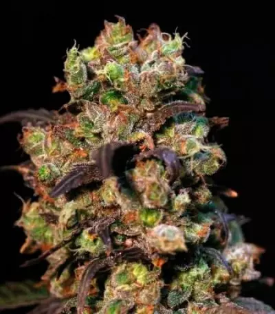 Taison Auto (VIP seeds) Cannabis-Samen