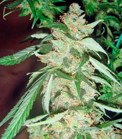 Wild Thailand Ryder Auto (World of Seeds) Cannabis-Samen
