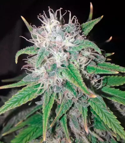 Wonder Woman (Nirvana Seeds) Cannabis-Samen