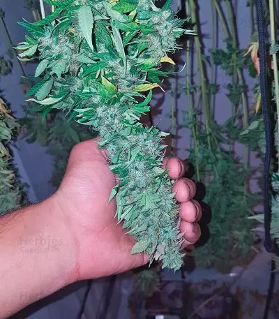 Acid (Paradise Seeds) Cannabis-Samen
