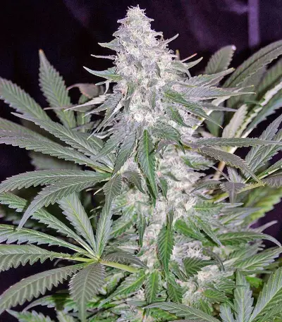 El Niño (GHS) Cannabis-Samen