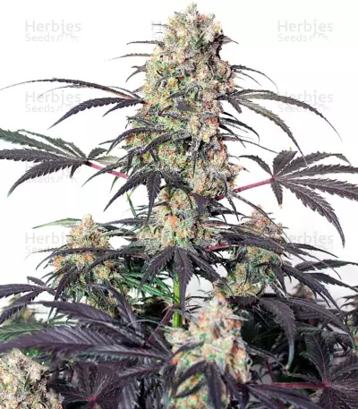 Passion Fruit (Dutch Passion) Cannabis-Samen