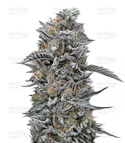 Black D.O.G. (Humboldt Seeds) Cannabis-Samen