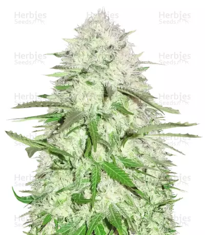 Sweet Harlem Diesel (Sumo Seeds) Cannabis-Samen