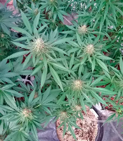 Lithium OG Kush (Nirvana Seeds) Cannabis-Samen