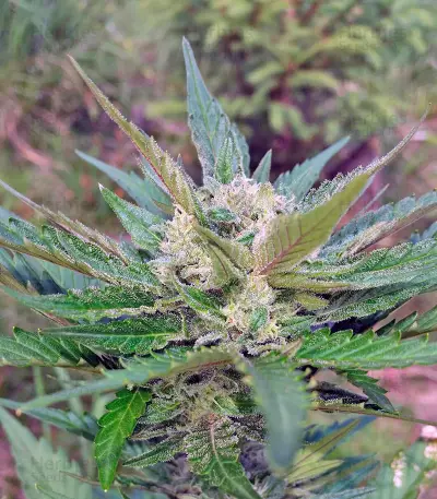 Sweet Cheese Auto (Sweet Seeds) Cannabis-Samen