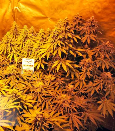 Think Fast (Dutch Passion) Cannabis-Samen