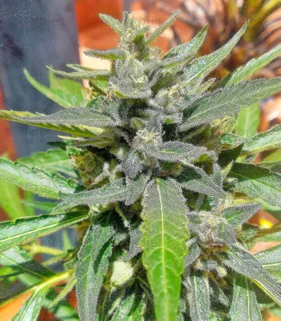 Auto Colorado Cookies strain