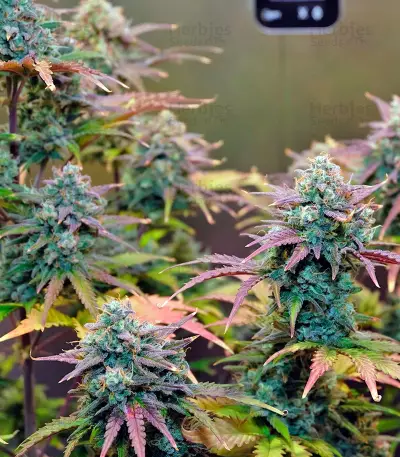 Auto Night Queen (Dutch Passion) Cannabis-Samen