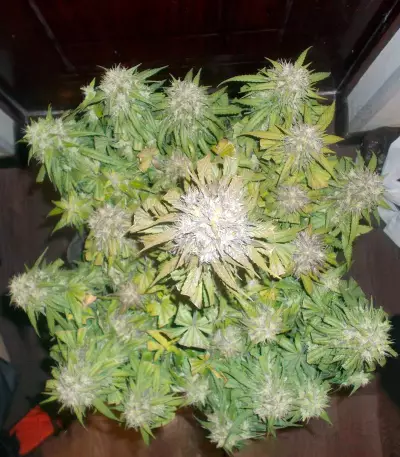 Auto Blueberry (Dutch Passion) Cannabis-Samen