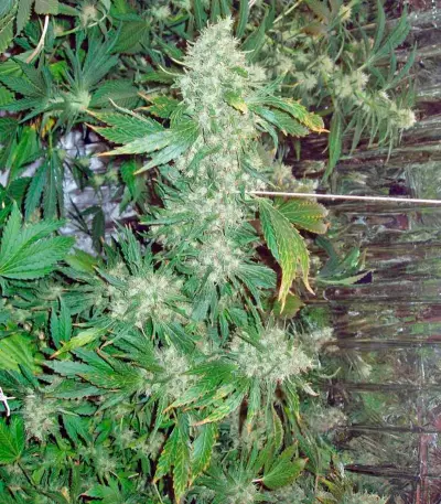 Brazil Amazonia (World of Seeds) Cannabis-Samen