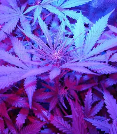 Critical Jack Herer Auto (Delicious Seeds)
