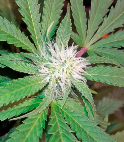 Chocolate Kush (00 Seeds)