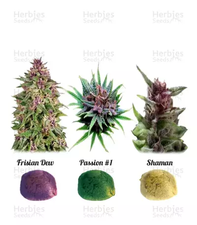 Colour Mix 1 (Dutch Passion) Cannabis-Samen
