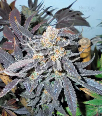 Kush'N'Cheese (Dinafem Seeds) Cannabis-Samen
