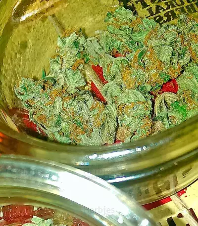 Papaya (Nirvana Seeds) Cannabis-Samen