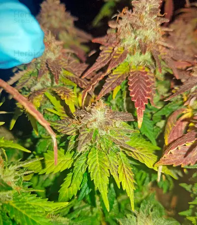Purple Trainwreck (Humboldt Seeds Organization) Cannabis-Samen