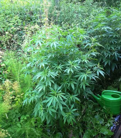 Skunk XL (RQS) Cannabis-Samen