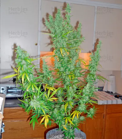 Sweet Coffee Ryder Auto (World of Seeds) Cannabis-Samen