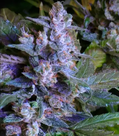 The Incredible Bulk Auto (Dr. Krippling Seeds) Cannabis-Samen