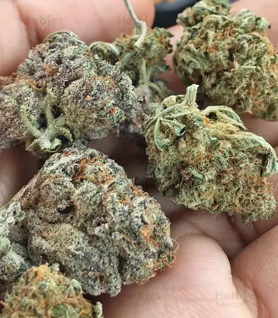 Tom Kush OG (Vision Seeds) Cannabis-Samen