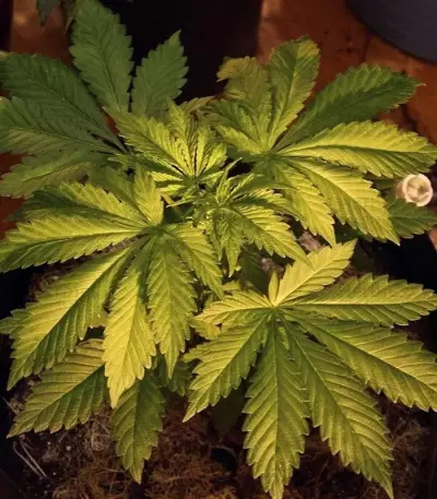 White Widow Auto (GHS) Cannabis-Samen