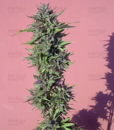 Y Griega (Medical Seeds) Cannabis-Samen