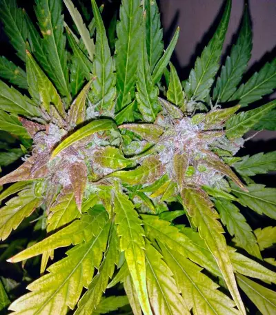 Black Jack Auto (Sweet Seeds) Cannabis-Samen
