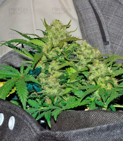 Fast Bud Auto (Sweet Seeds) Cannabis-Samen