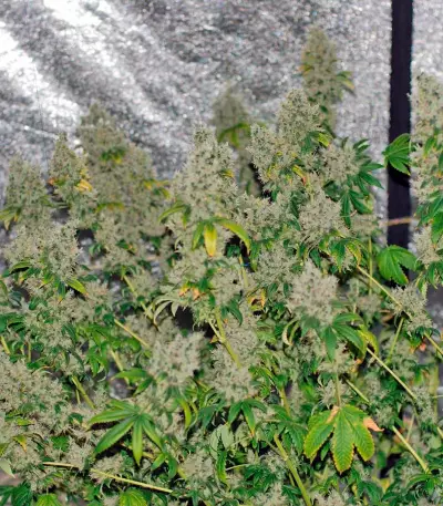 K-Train (GHS) Cannabis-Samen