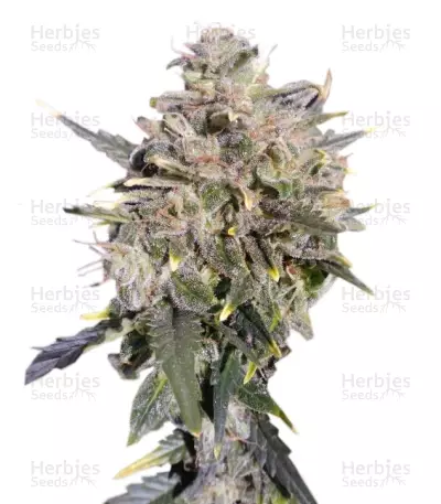 Buddha White Dwarf Auto (Buddha Seeds) Cannabis-Samen