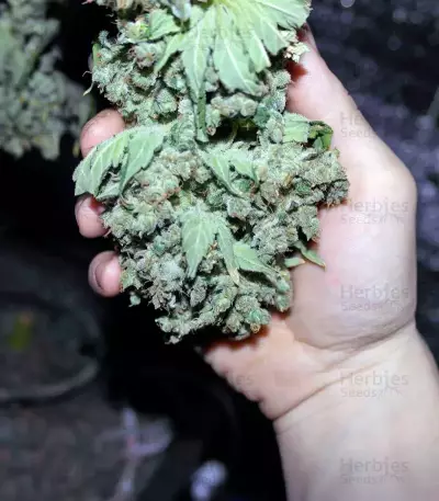Critical Kush feminisierte Samen (Barney's Farm)