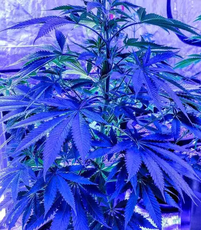 OG Kush (Dinafem Seeds) Cannabis-Samen