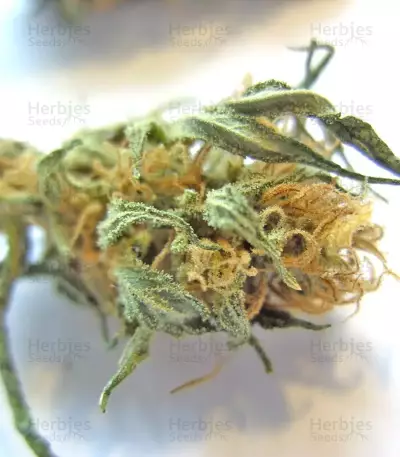 Purple Maroc (Female Seeds) Cannabis-Samen