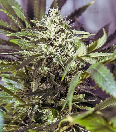 White Widow regular (Dutch Passion) Cannabis-Samen