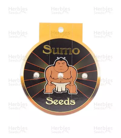 Santa Maria Auto (Sumo Seeds) Cannabis-Samen