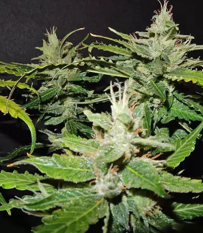 CBD Auto 1:1 (CBD Crack) Cannabis-Samen