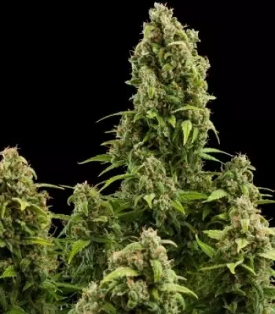 Diesel Automatic (RQS) Cannabis-Samen